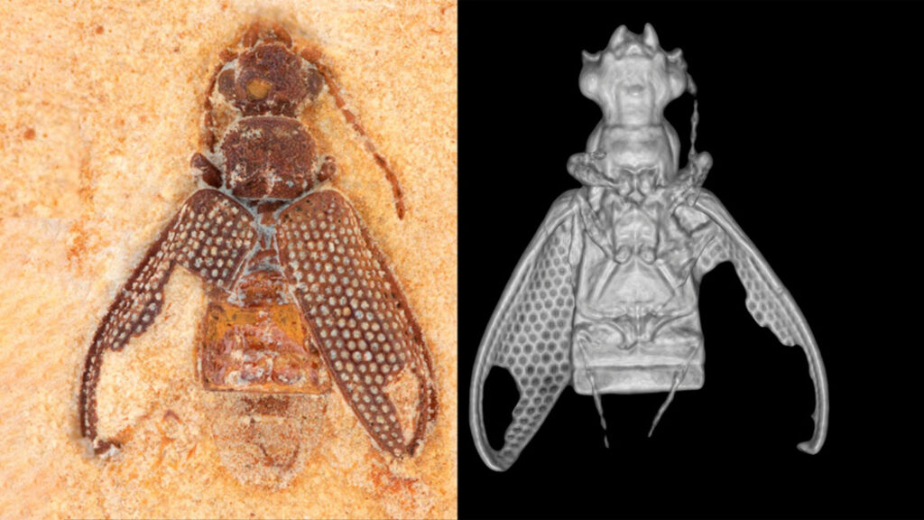Microtomografia 3D em fósseis: guia de pipeline para devs
