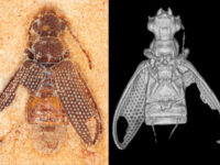 Microtomografia 3D em fósseis: guia de pipeline para devs