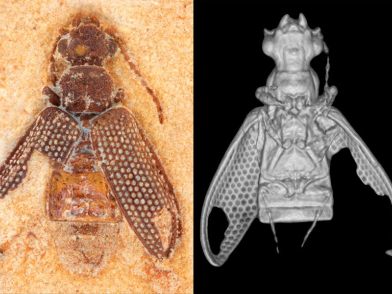 Microtomografia 3D em fósseis: guia de pipeline para devs