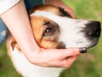Gadgets para cachorro: o lado IoT que devs precisam explorar