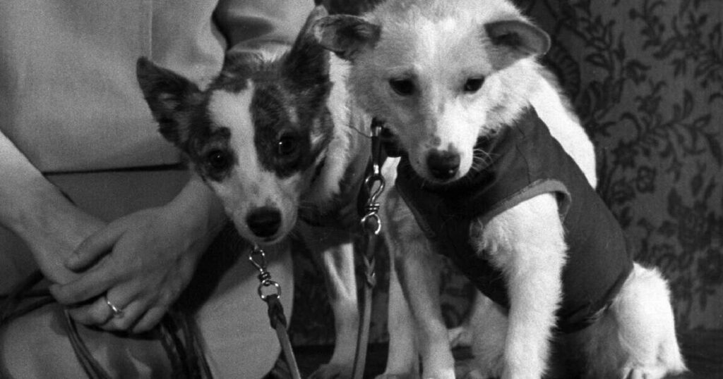 Belka e Strelka: lições de telemetria e segurança para devs