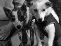 Belka e Strelka: lições de telemetria e segurança para devs